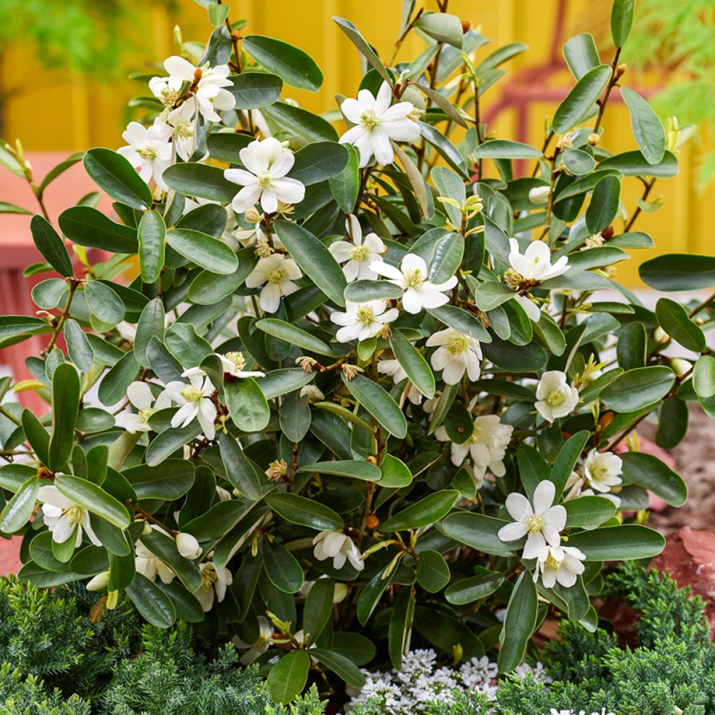Liljamagnolia - Magnolia laevifolia