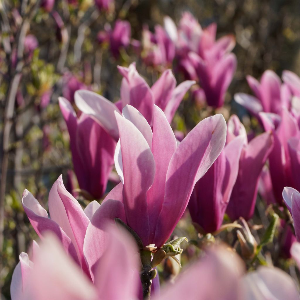 Tulppaanimagnolia Nigra