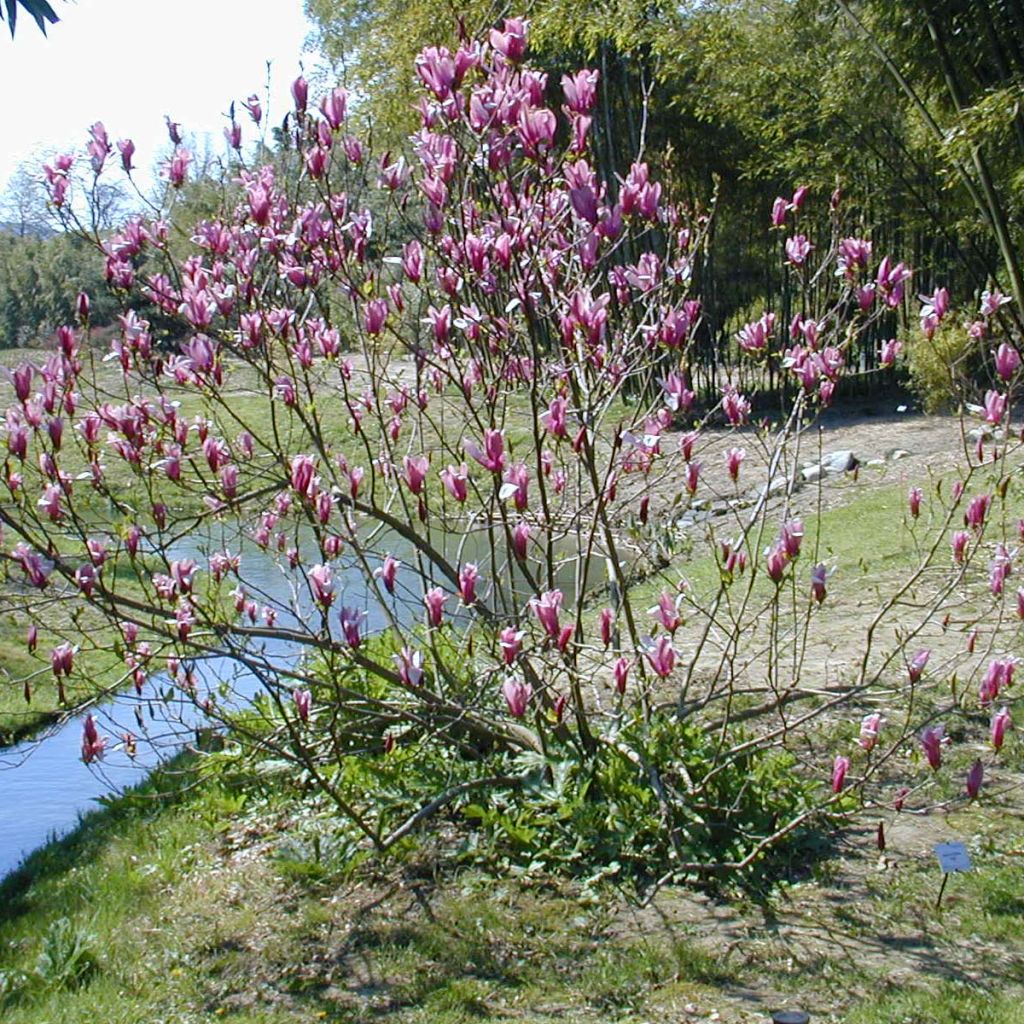 Tulppaanimagnolia Nigra