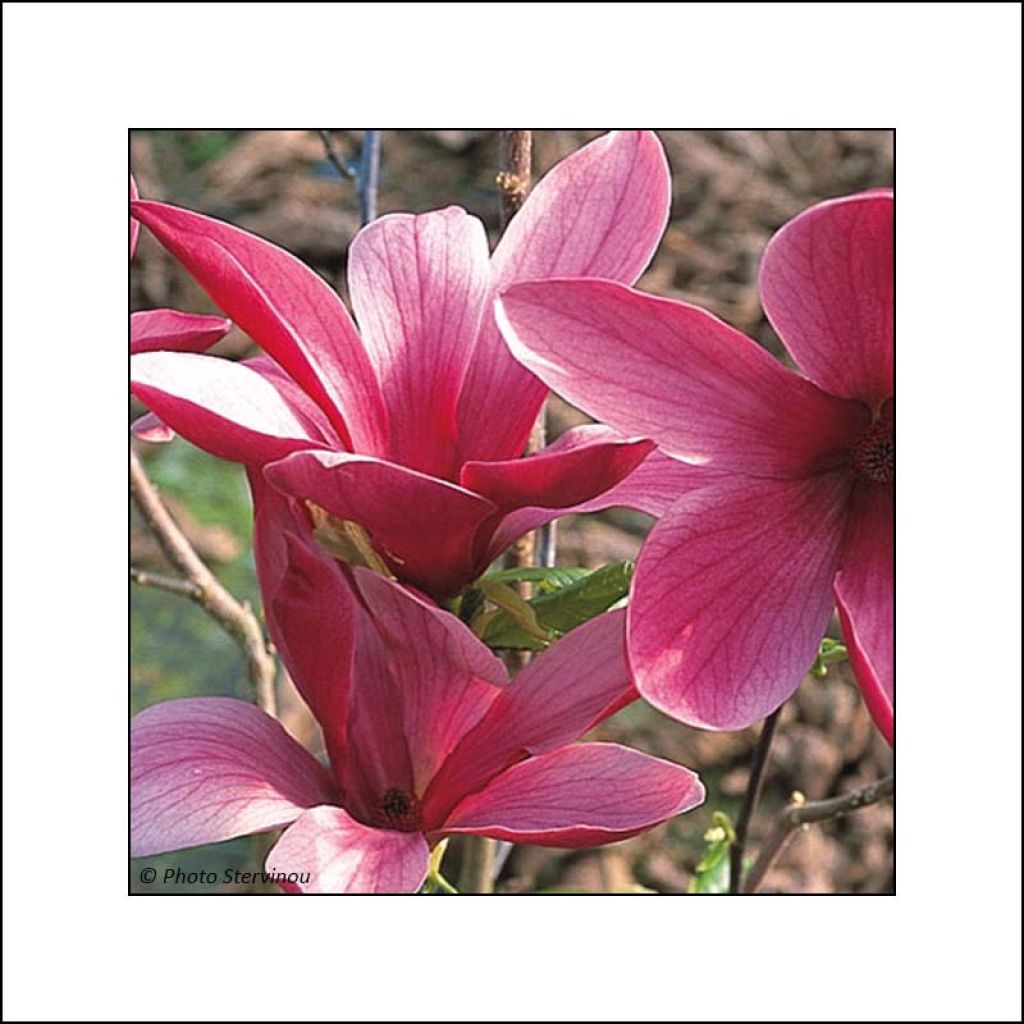 Tulppaanimagnolia Nigra