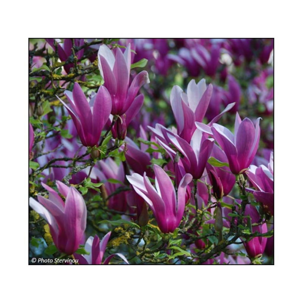Tulppaanimagnolia Nigra
