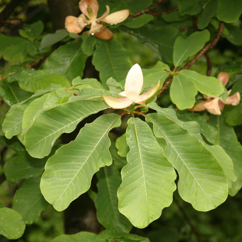 Liljamagnolia - Magnolia officinalis