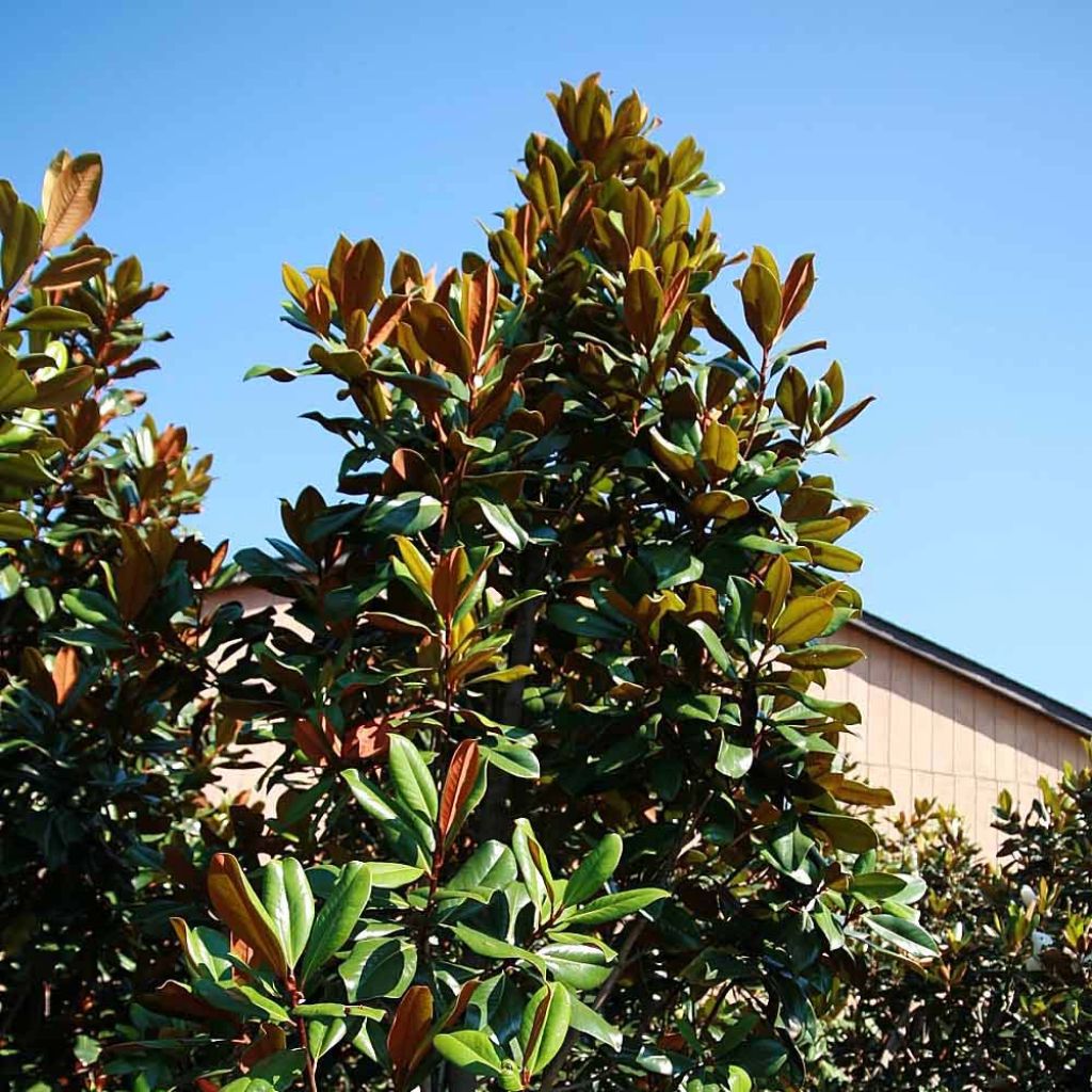 Magnolia persistant D.d. blanchard - Magnolis grandiflora