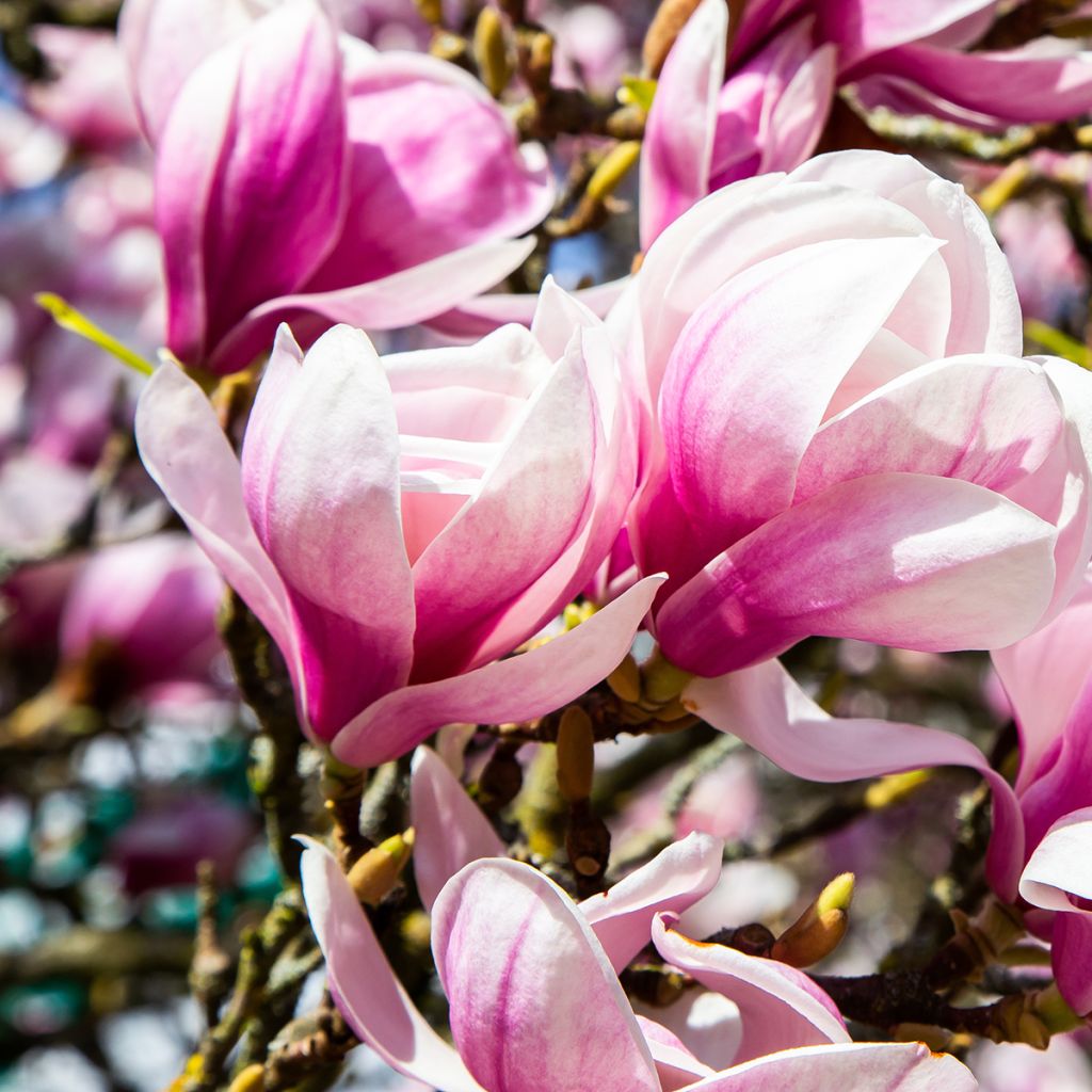 Loistomagnolia - Magnolia x soulangeana