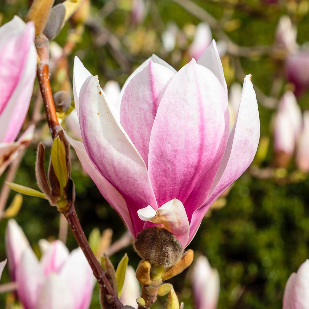 Loistomagnolia - Magnolia x soulangeana