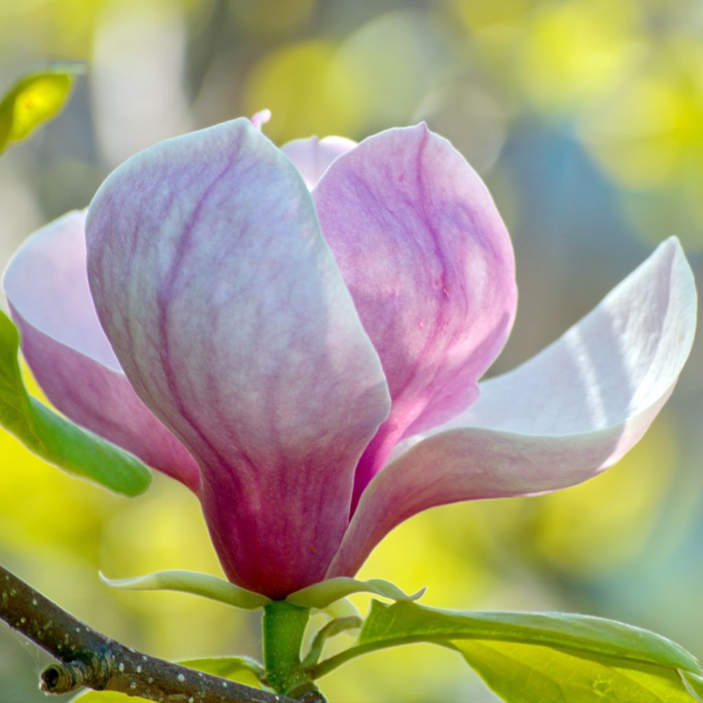 Loistomagnolia - Magnolia x soulangeana