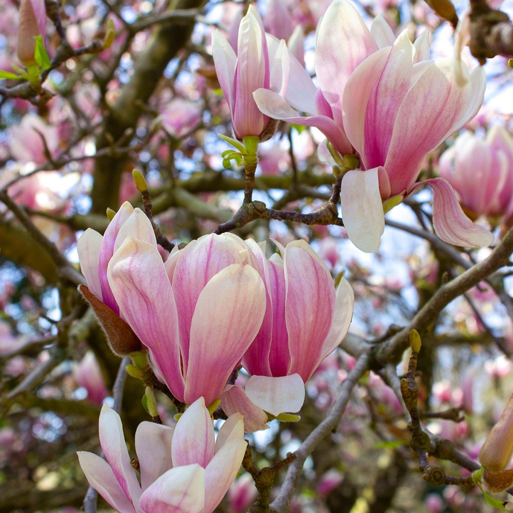 Loistomagnolia - Magnolia x soulangeana