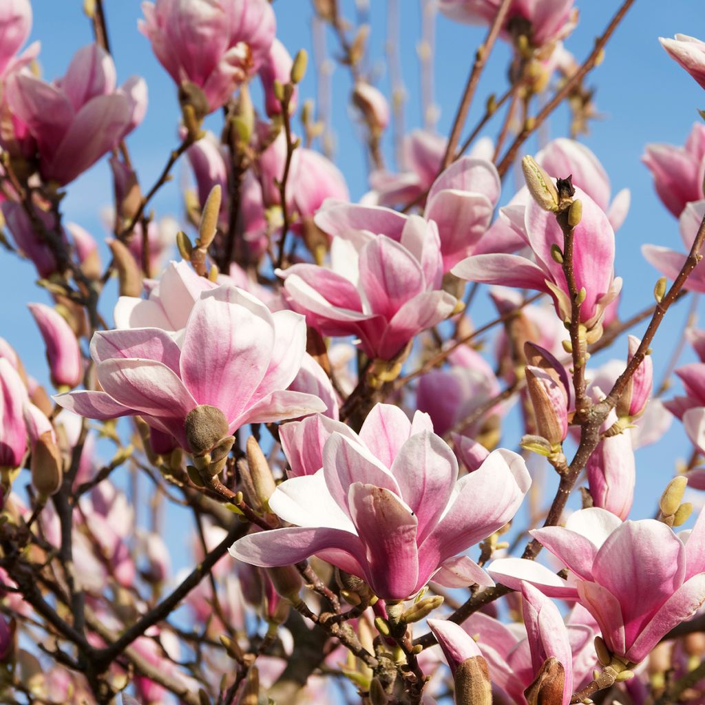 Loistomagnolia - Magnolia x soulangeana