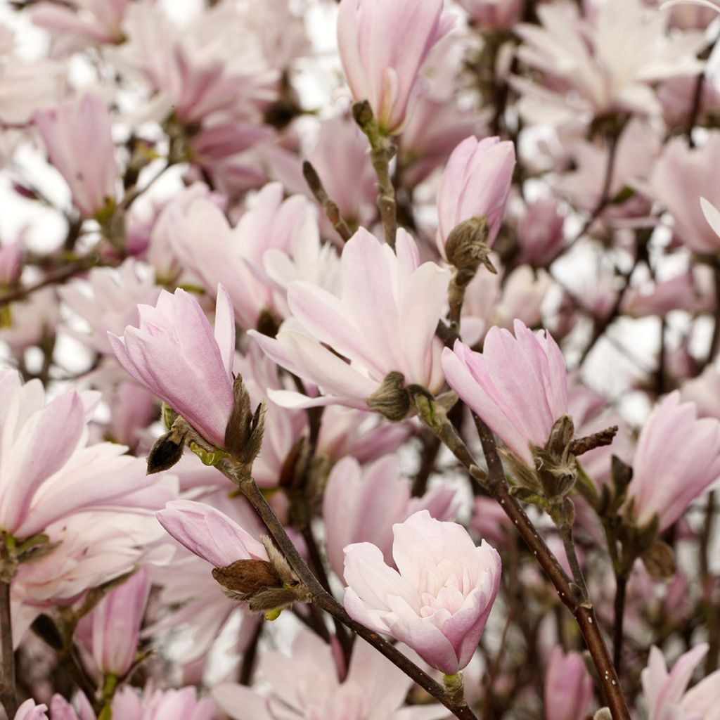 Tähtimagnolia Chrysanthemumiflora
