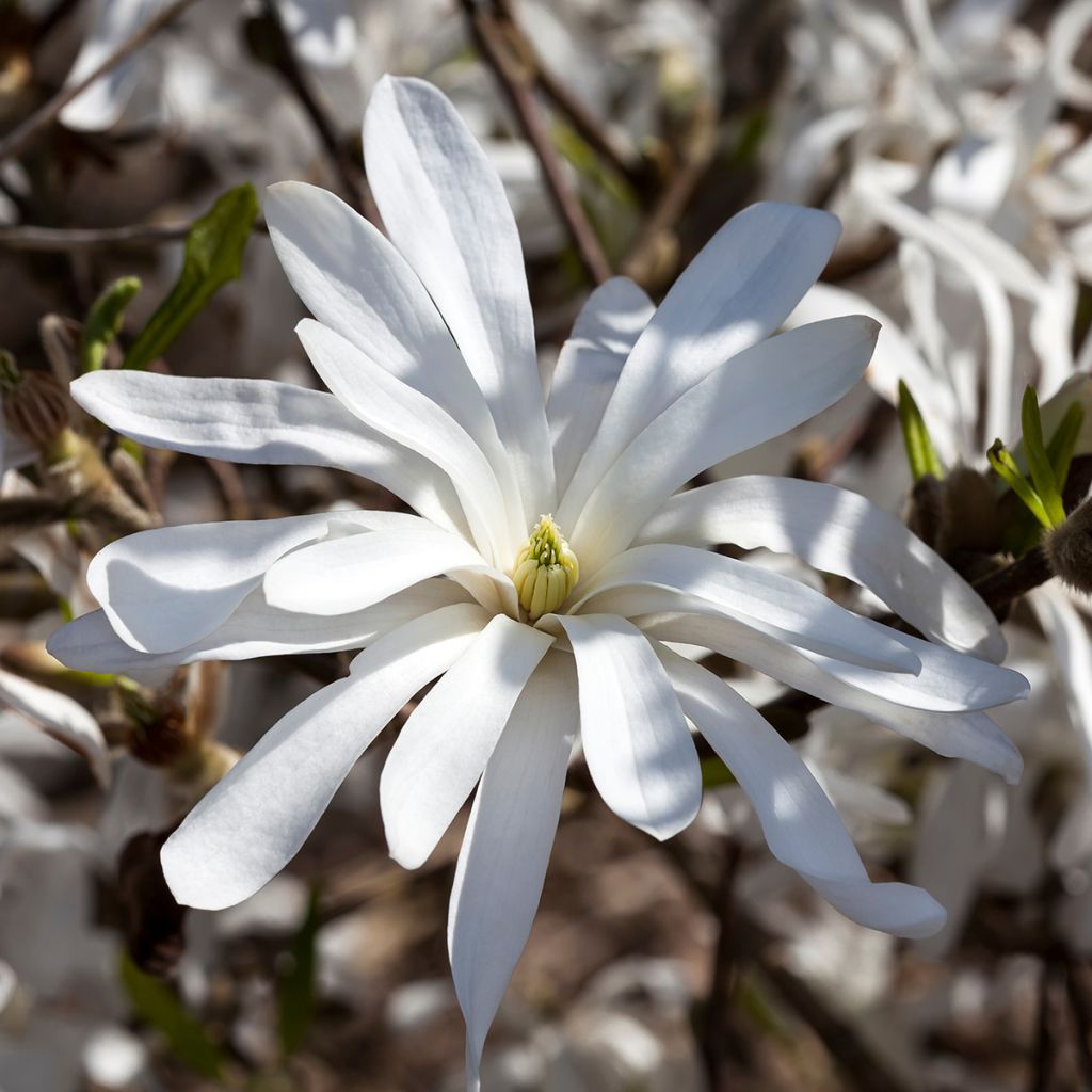 Tähtimagnolia - Magnolia stellata