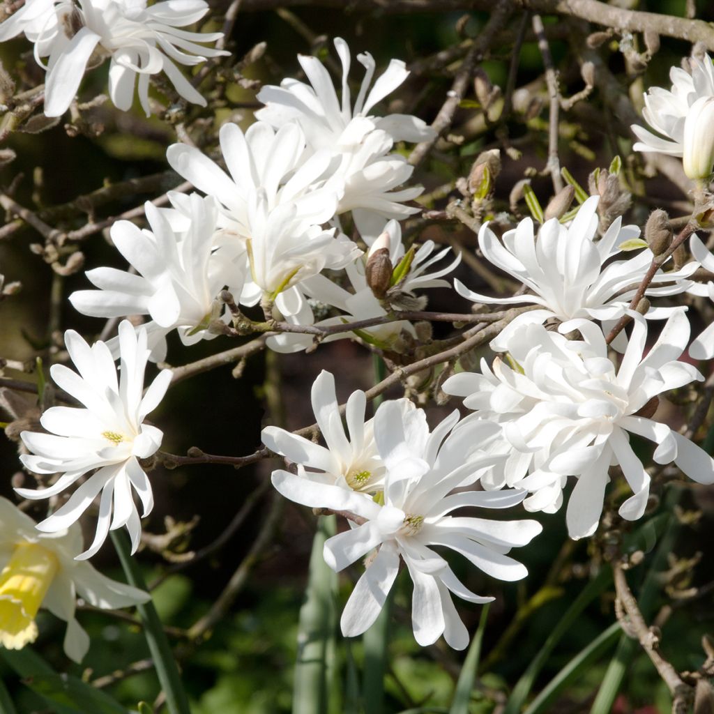 Tähtimagnolia - Magnolia stellata