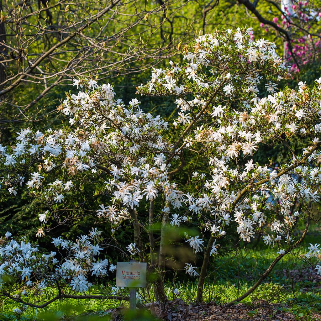 Tähtimagnolia - Magnolia stellata