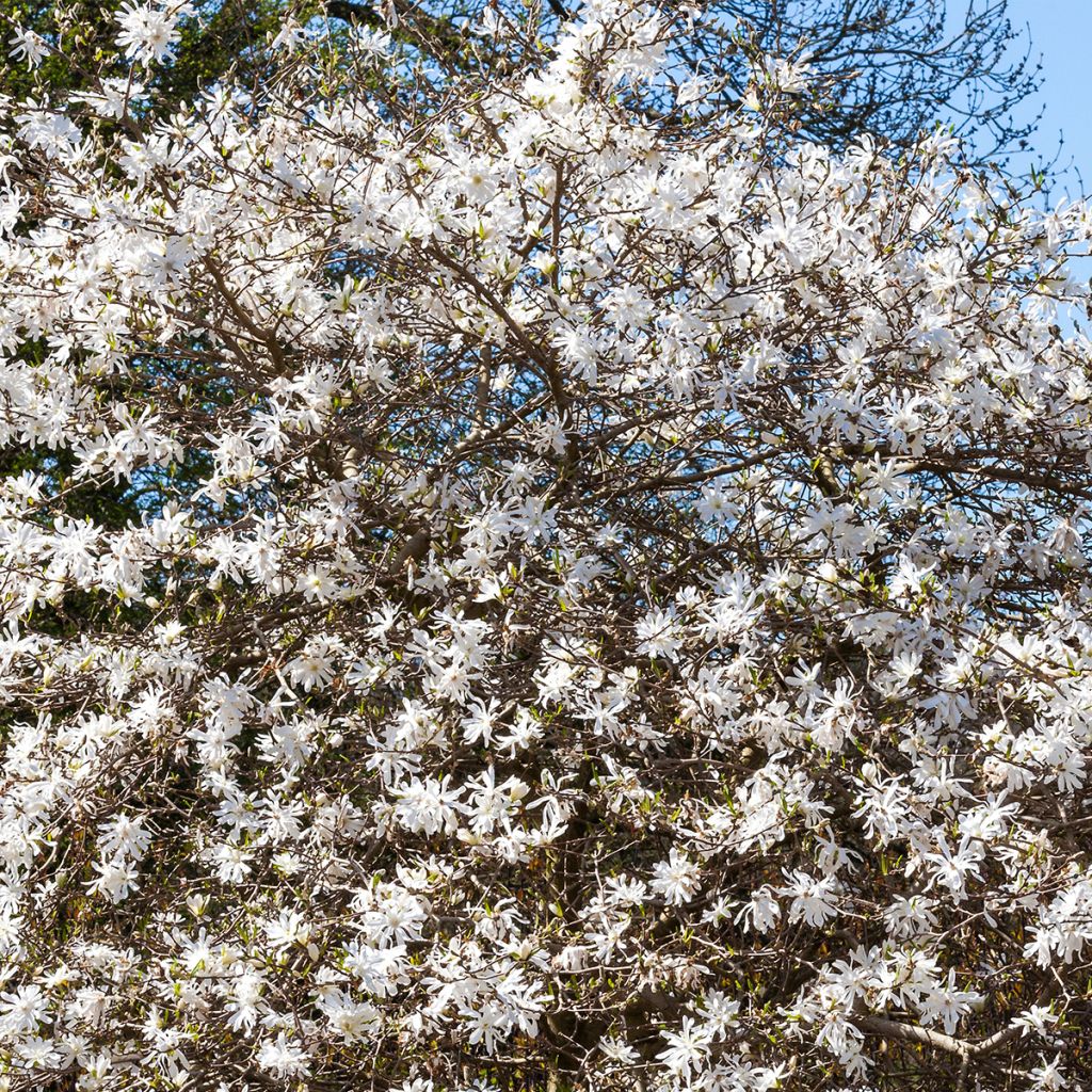 Tähtimagnolia - Magnolia stellata