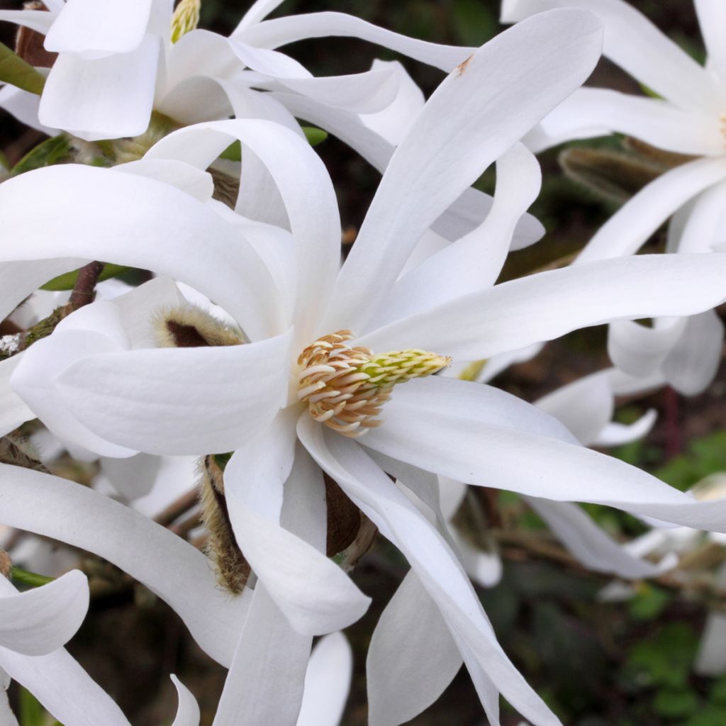 Tähtimagnolia - Magnolia stellata