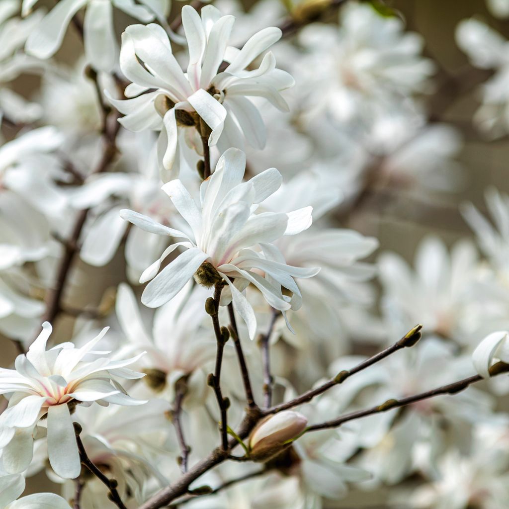 Tähtimagnolia - Magnolia stellata