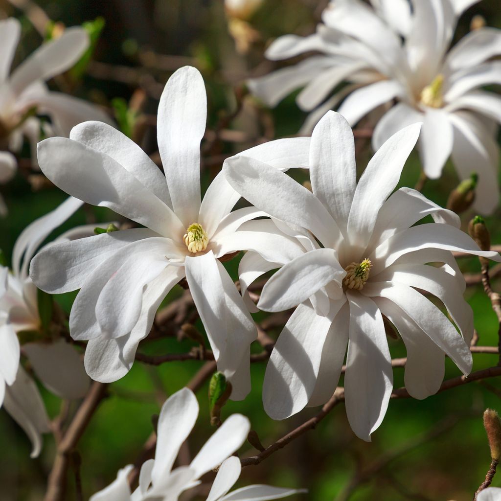 Tähtimagnolia - Magnolia stellata