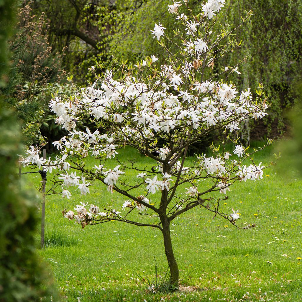 Tähtimagnolia - Magnolia stellata