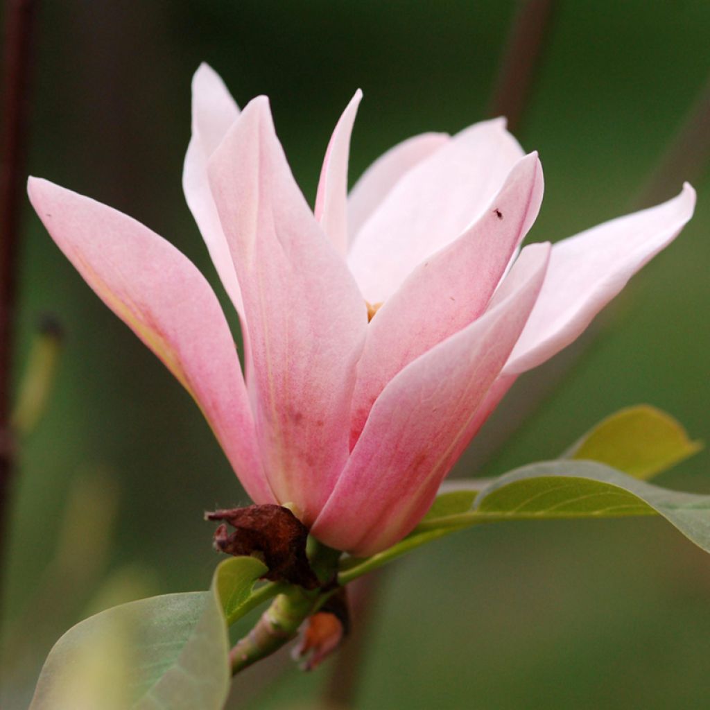 Poppelimagnolia Coral Lake