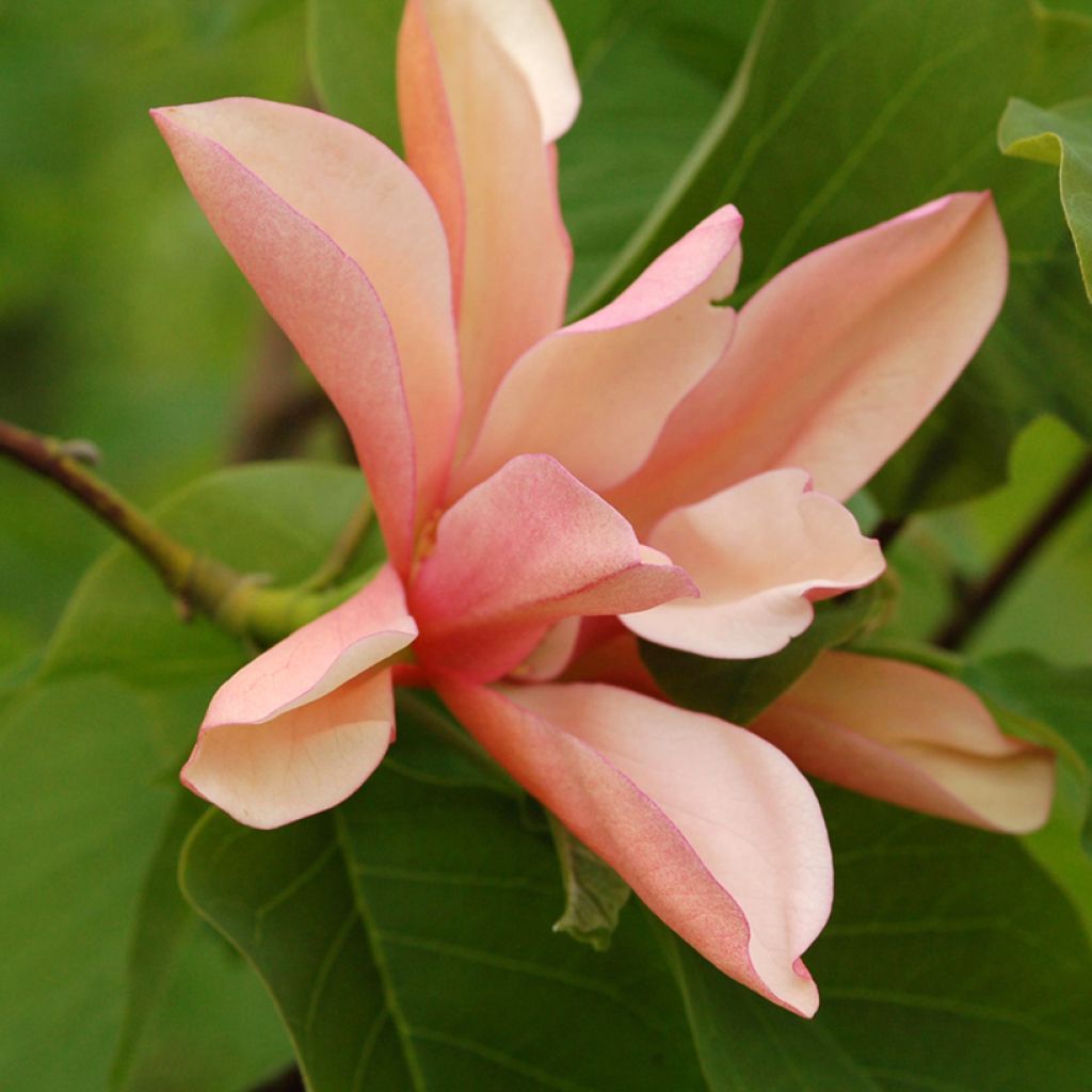 Poppelimagnolia Flamingo