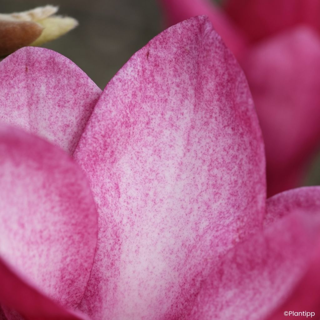 Magnolia Starburst