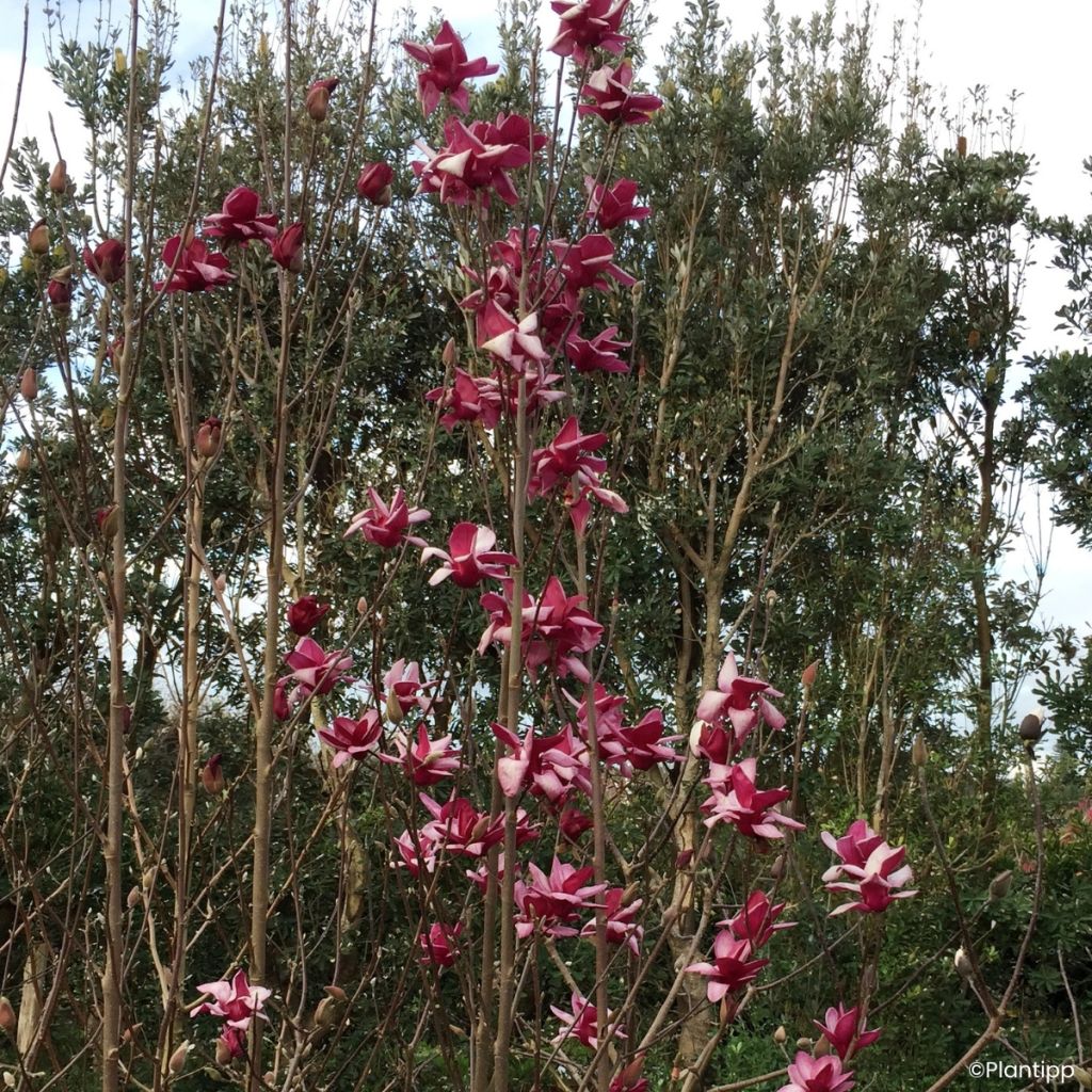 Magnolia Starburst