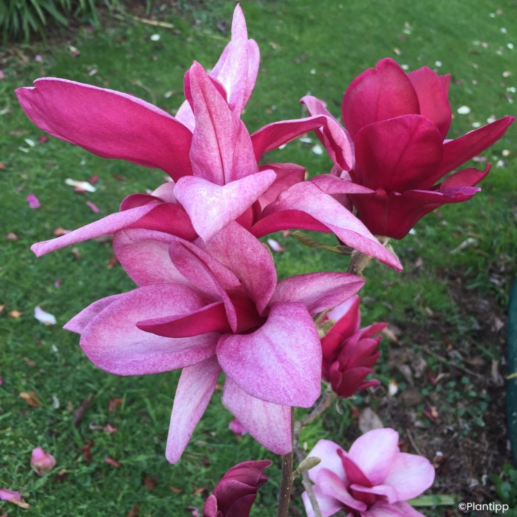 Magnolia Starburst