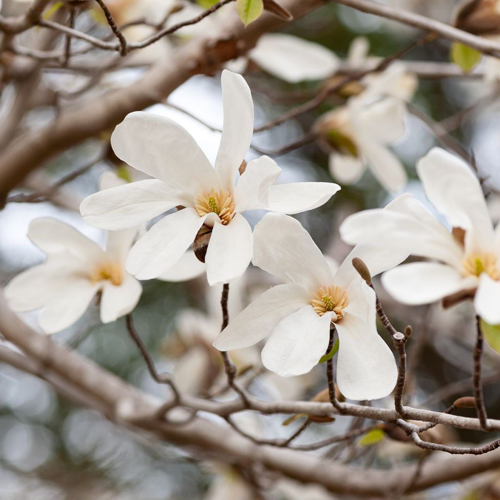 Japaninmagnolia (siemenet) - Magnolia kobus