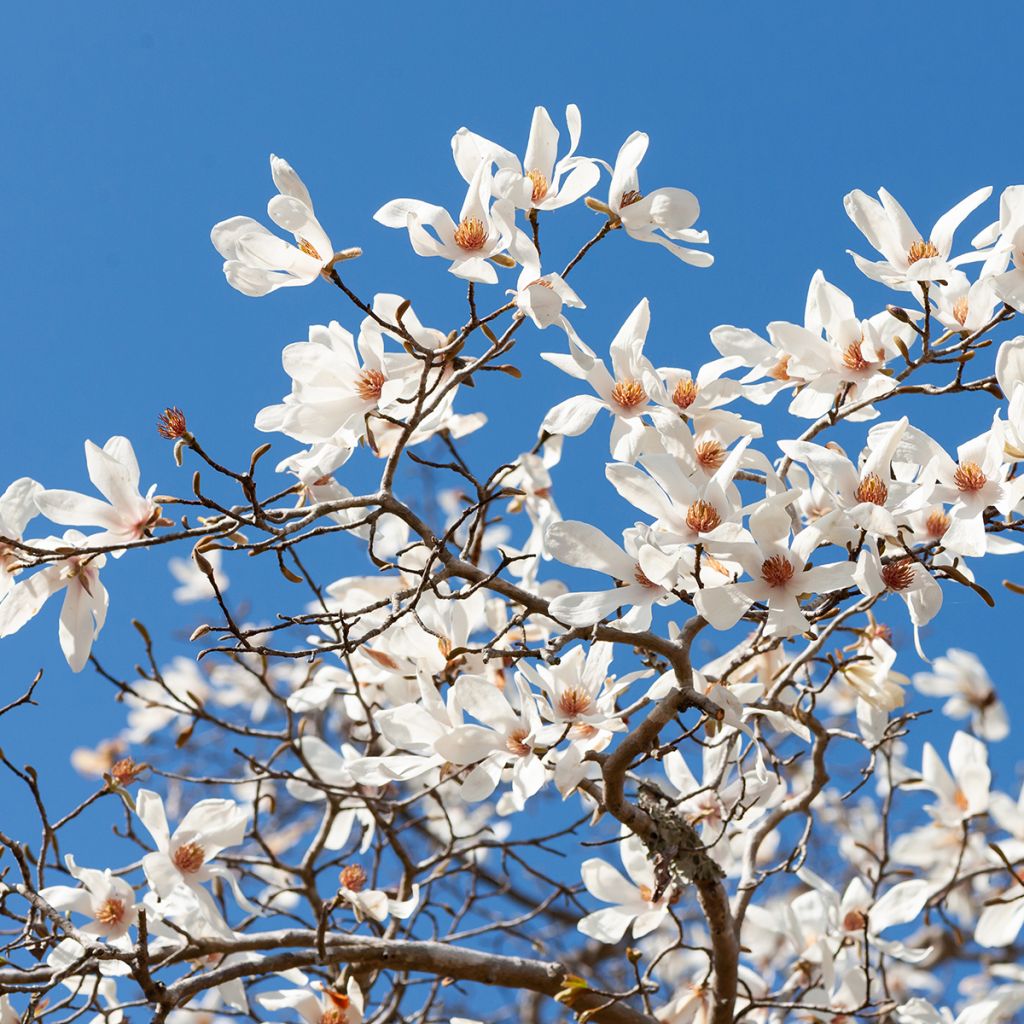 Japaninmagnolia (siemenet) - Magnolia kobus