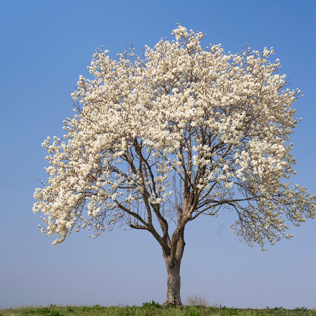 Japaninmagnolia (siemenet) - Magnolia kobus