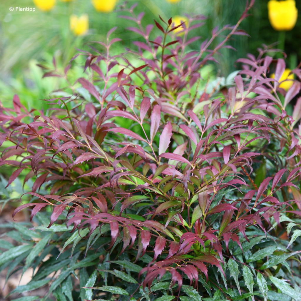 Mahonia eurybracteata subsp. ganpinensis Meteor