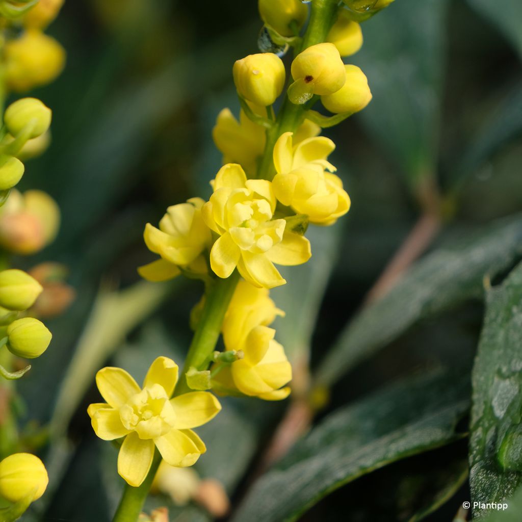 Mahonia eurybracteata subsp. ganpinensis Meteor