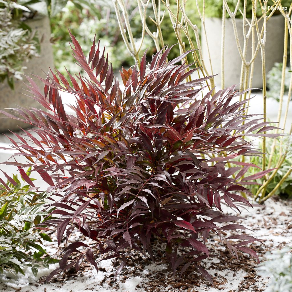 Mahonia eurybracteata subsp. ganpinensis Meteor