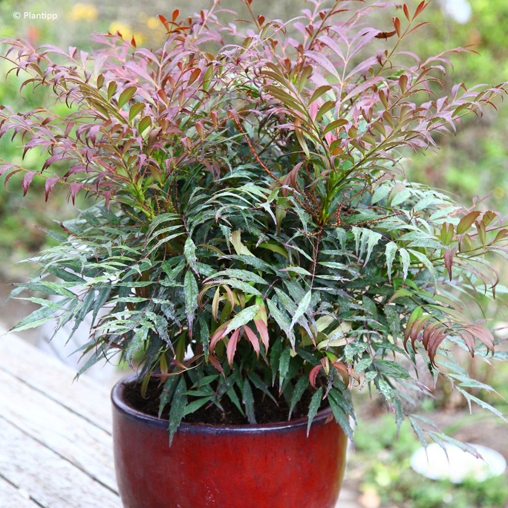 Mahonia eurybracteata subsp. ganpinensis Meteor