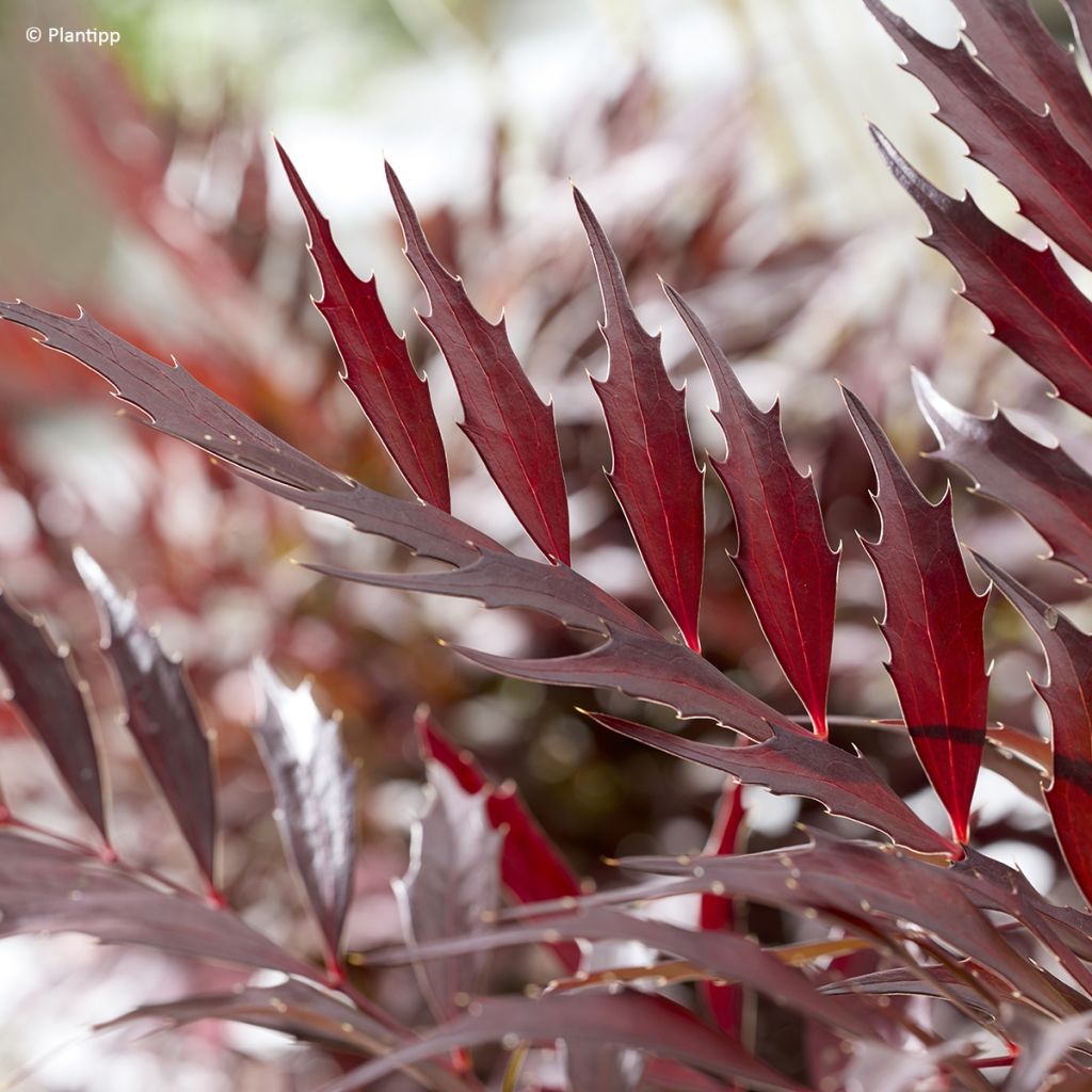 Mahonia eurybracteata subsp. ganpinensis Meteor