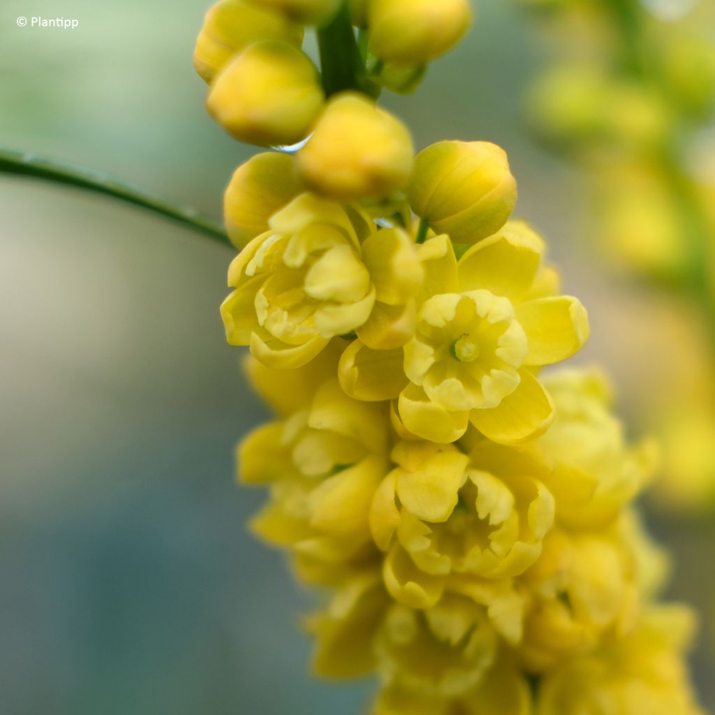 Mahonia eurybracteata subsp. ganpinensis Meteor