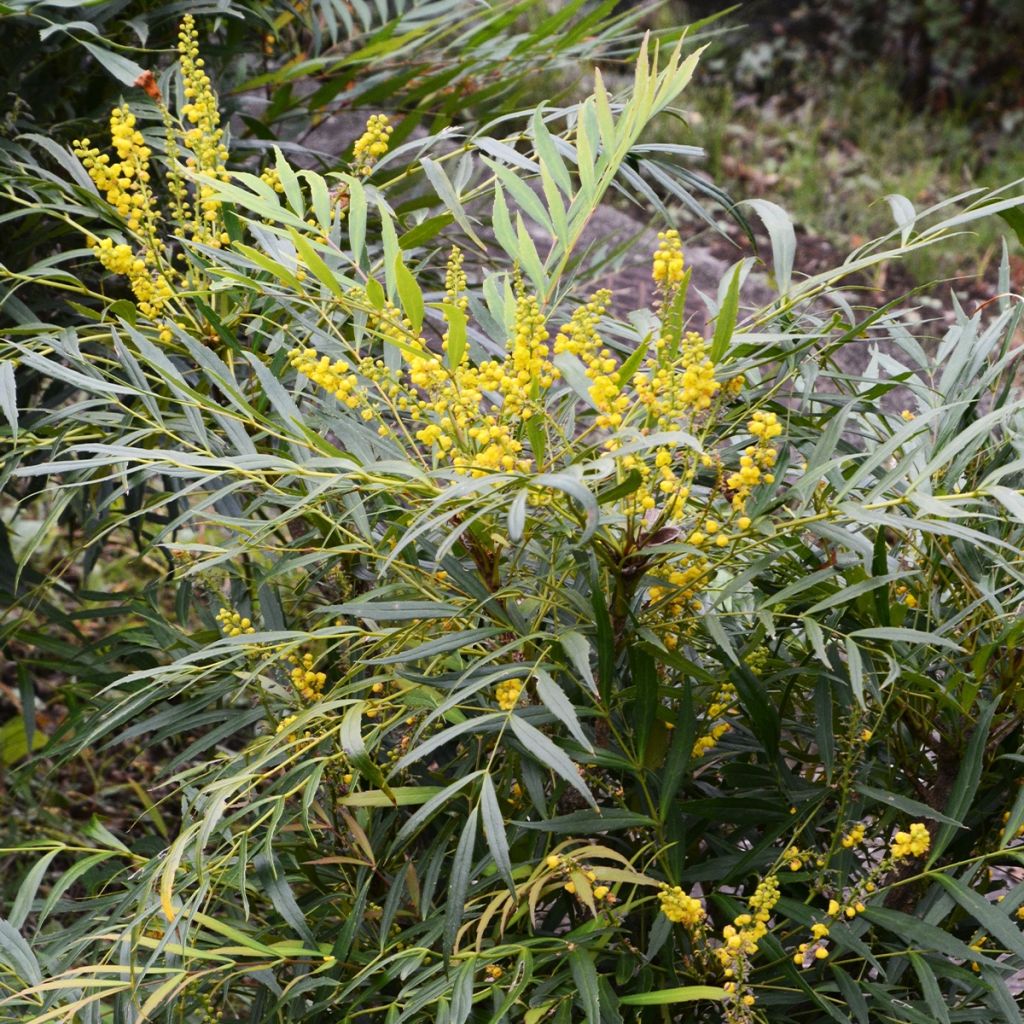 Mahonia eurybracteata Sweet Winter