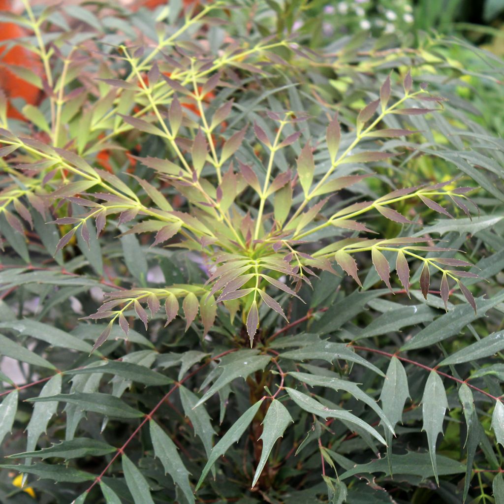 Mahonia eurybracteata subsp. ganpinensis Meteor