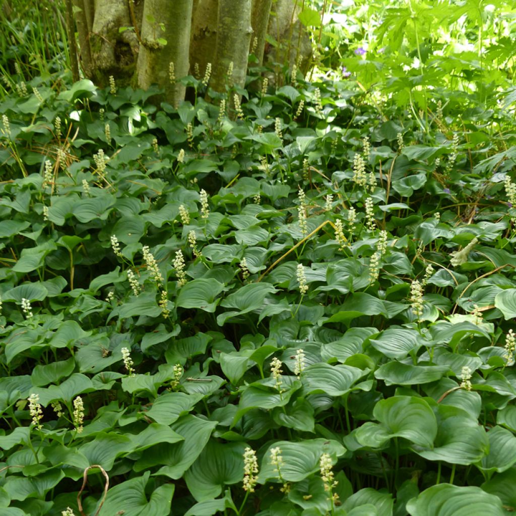 Oravanmarja - Maianthemum bifolium