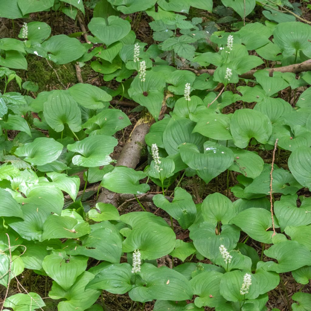 Oravanmarja - Maianthemum bifolium