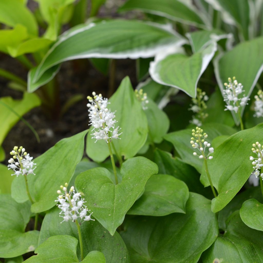 Oravanmarja - Maianthemum bifolium