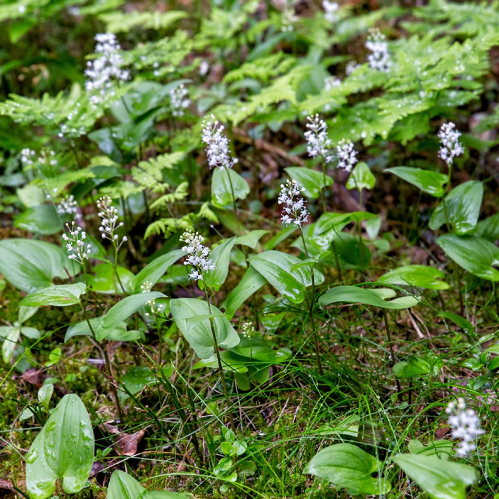 Oravanmarja - Maianthemum bifolium