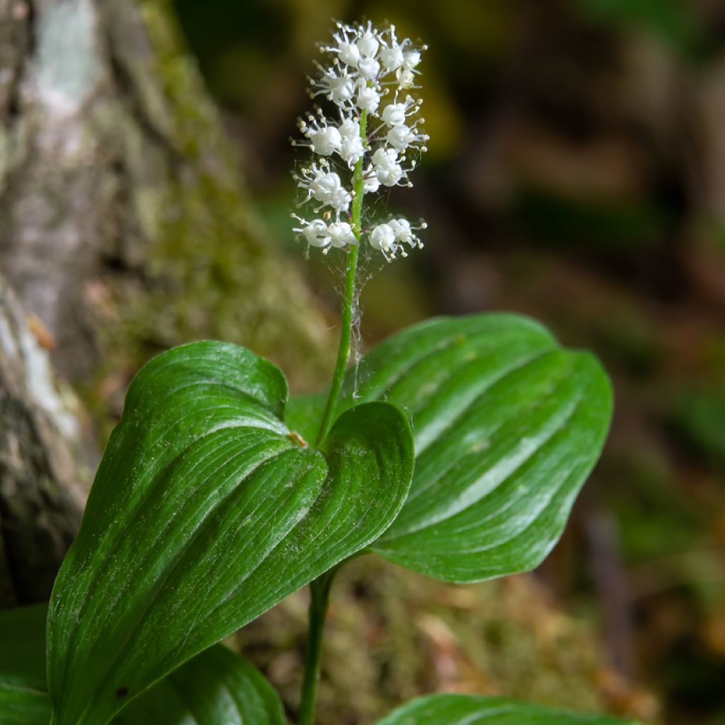 Oravanmarja - Maianthemum kamtschaticum