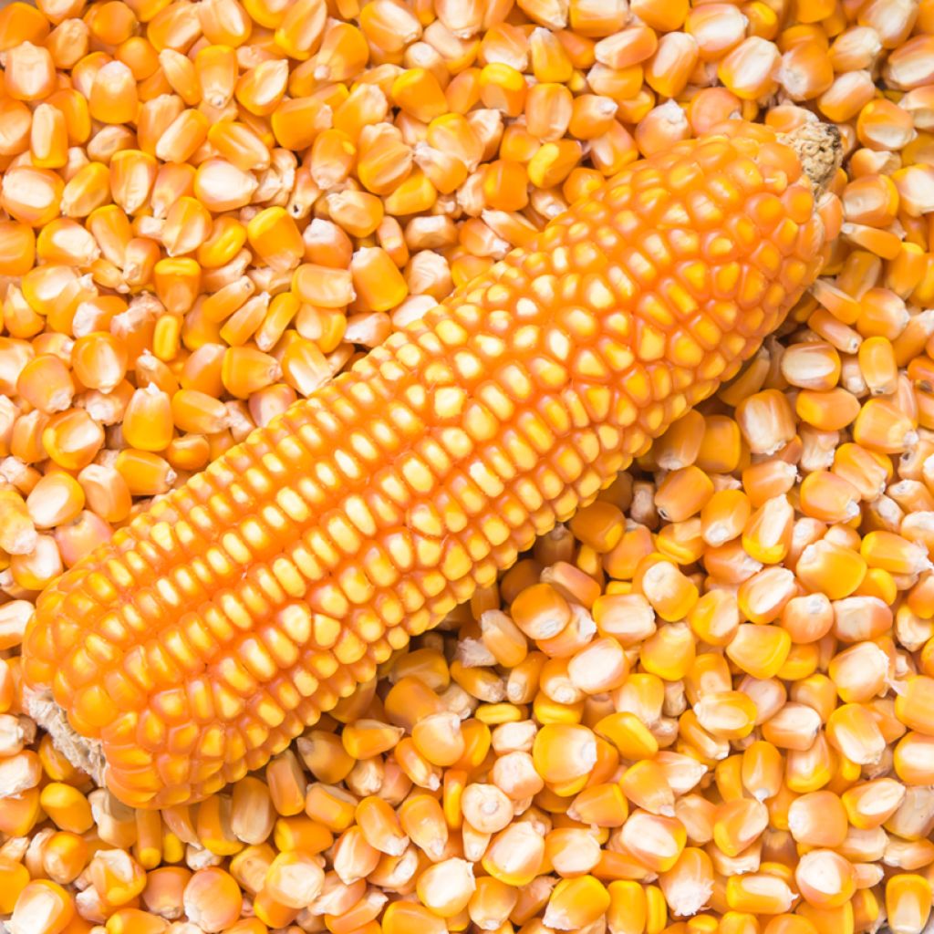 Maissi Pop-corn Tom Pouce luomu - Ferme de Sainte Marthe
