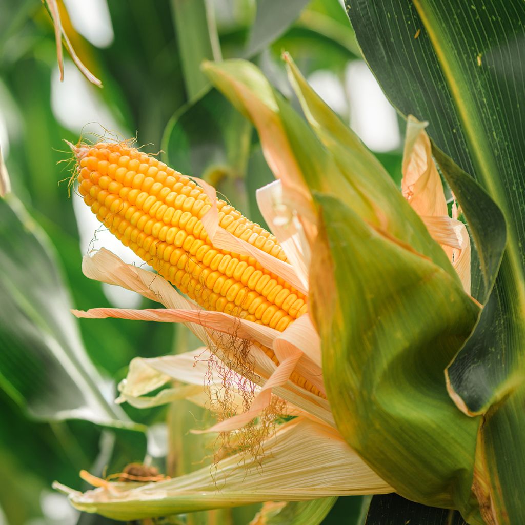 Rehumaissi - Zea mays