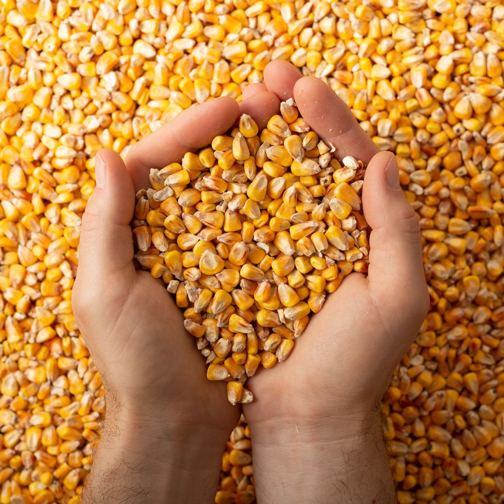Rehumaissi - Zea mays