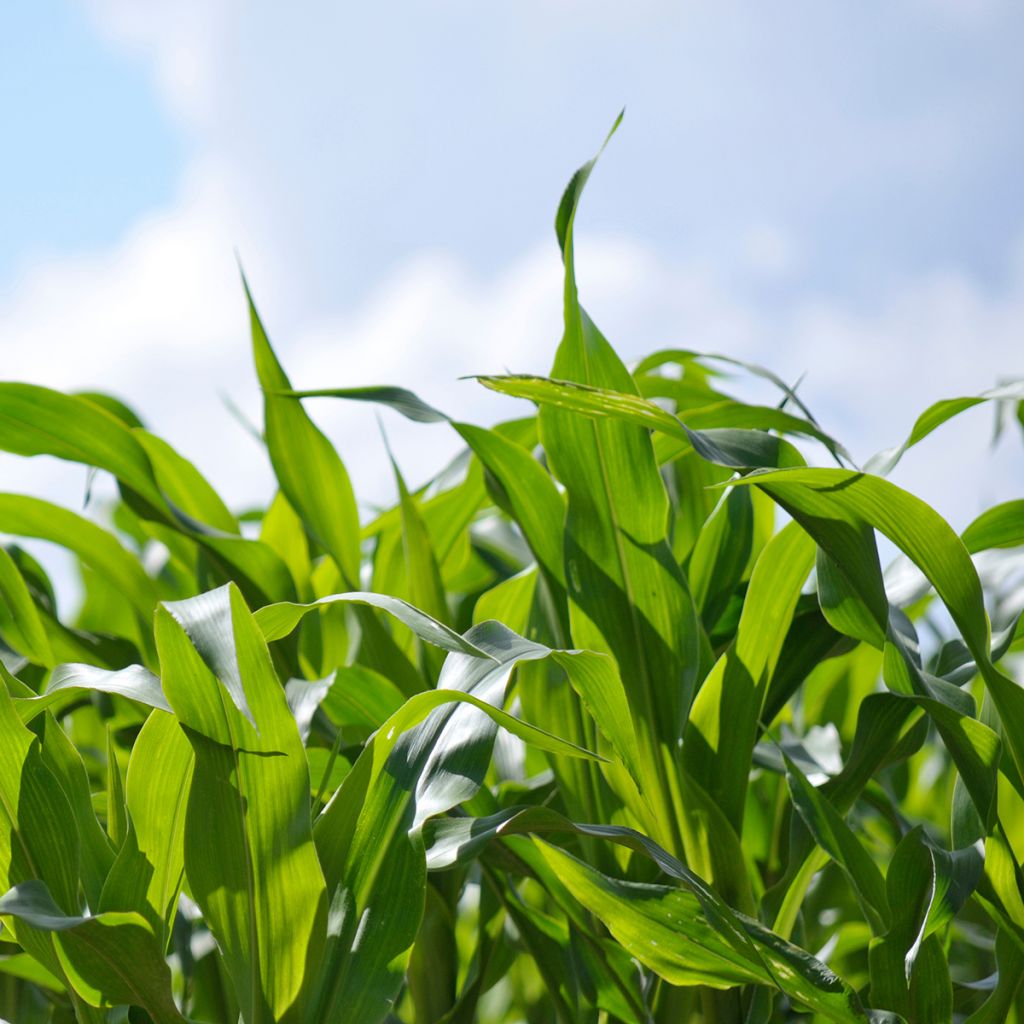 Rehumaissi - Zea mays