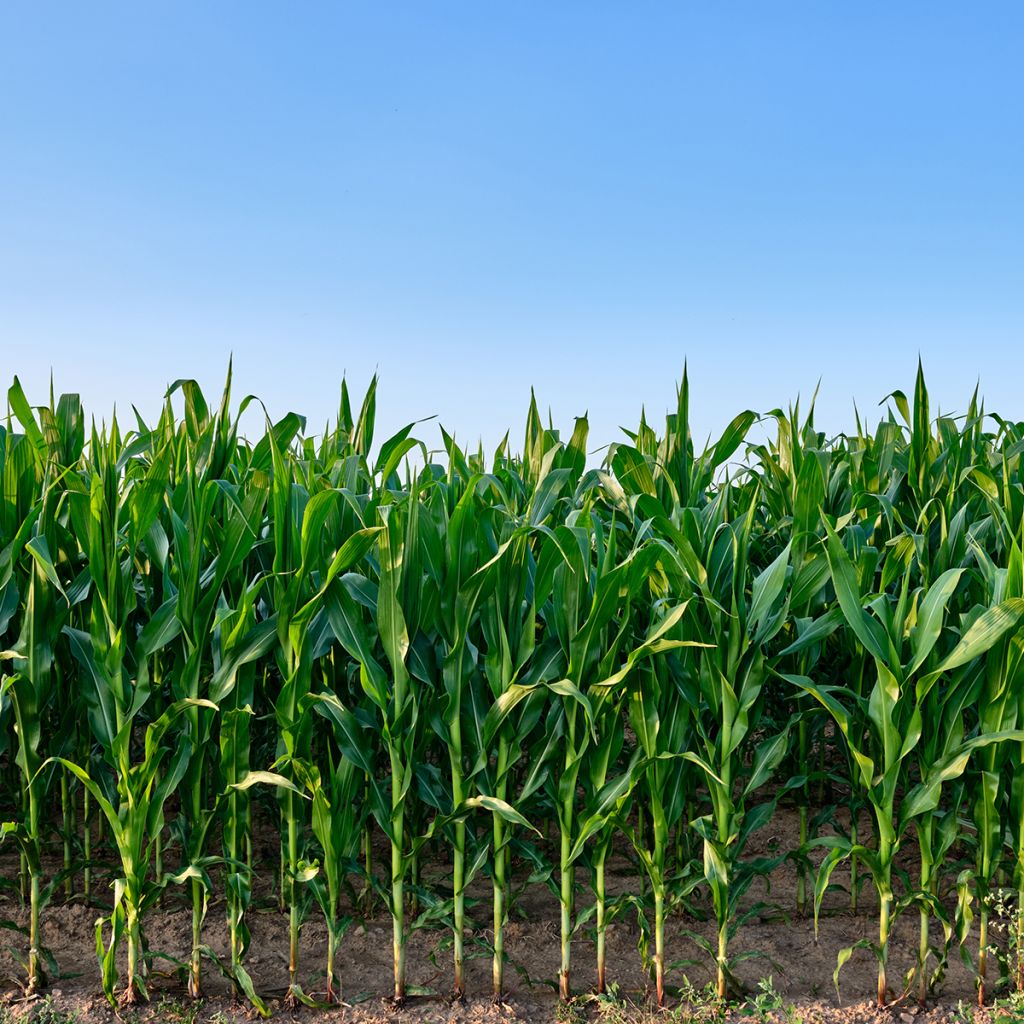 Rehumaissi - Zea mays