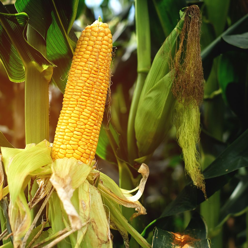 Rehumaissi - Zea mays