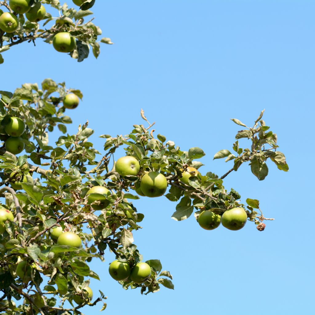 Tarhaomenapuu Bramley's Seedling