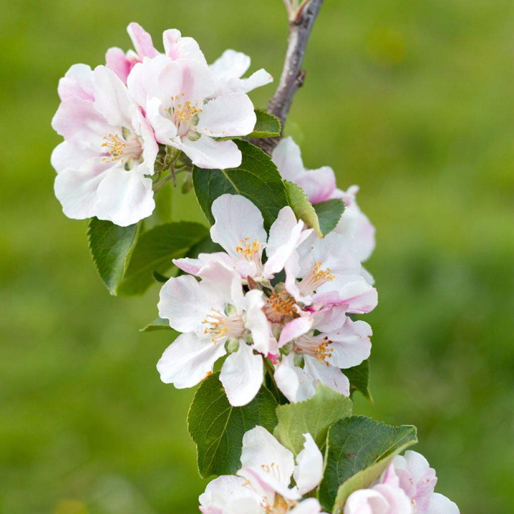 Tarhaomenapuu Bramley's Seedling